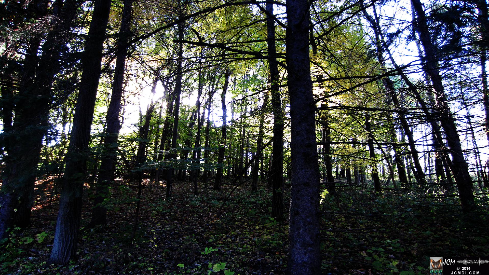 Minnesota Woods forest sunset